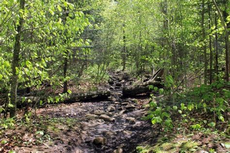 glacial forest 01
